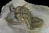 Tower Eyed Erbenochile Trilobite - Spectacular Specimen! #160886-5
